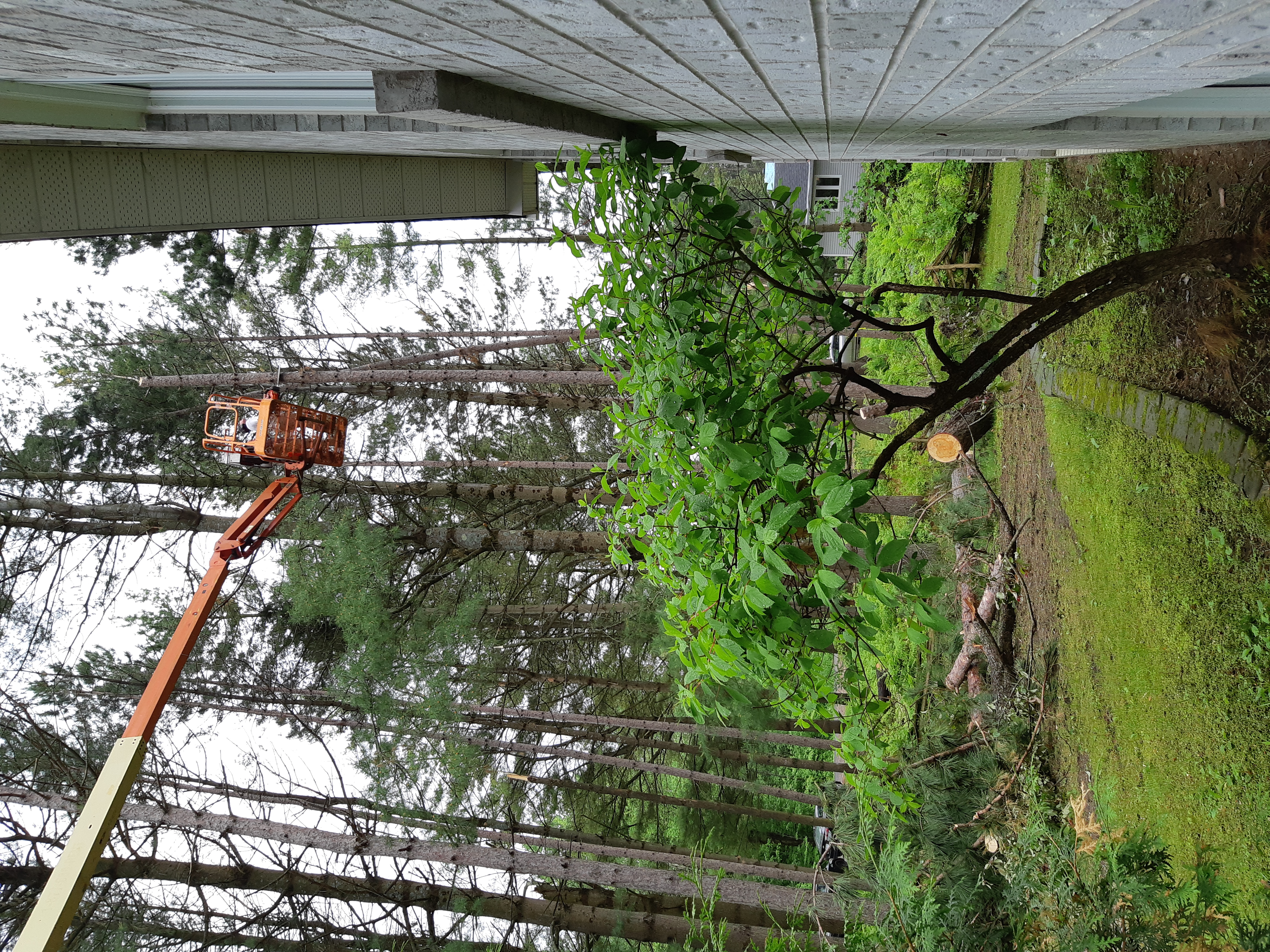 Removing Dangrous Trees