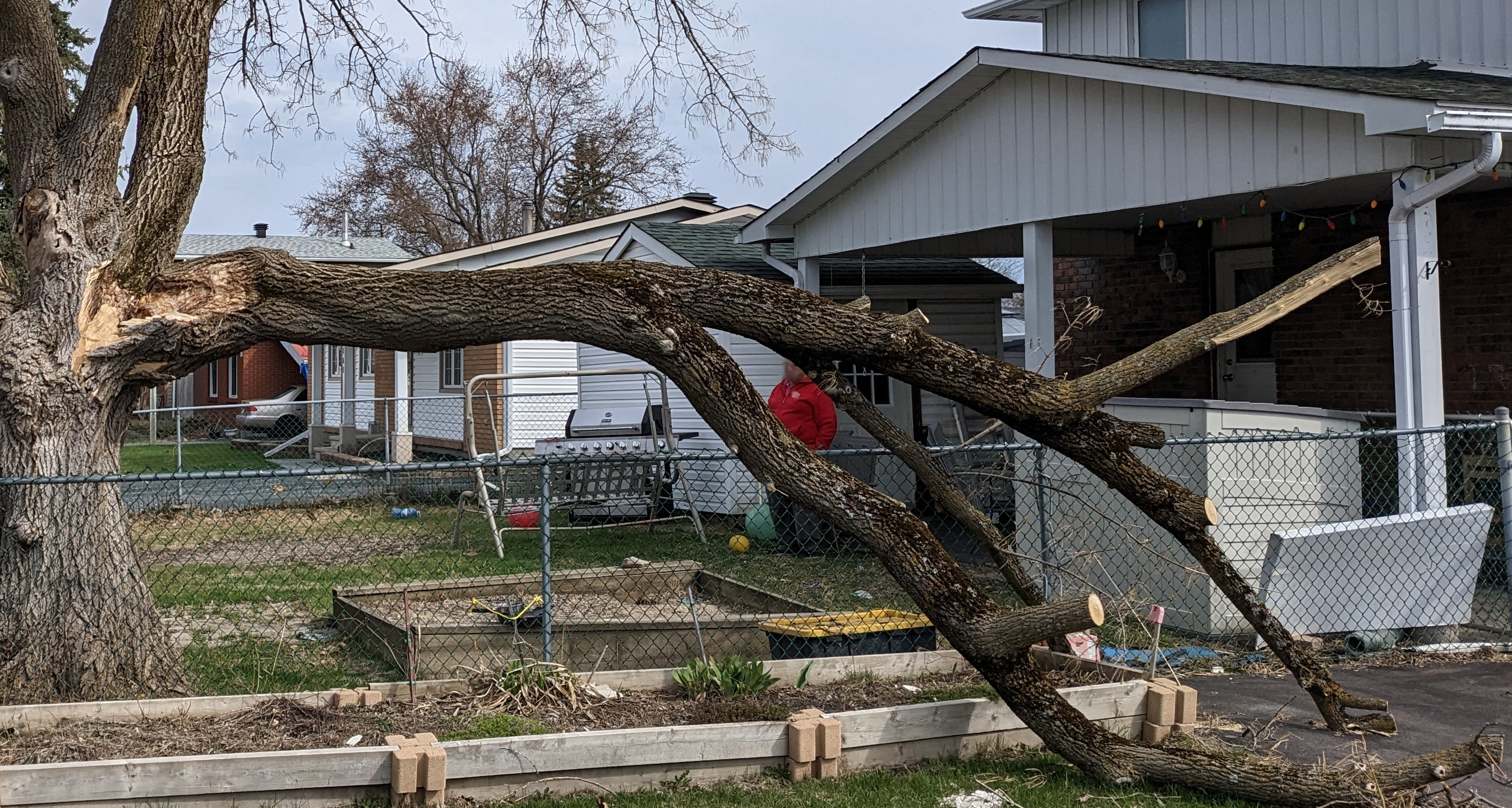 Removing Dangrous Trees